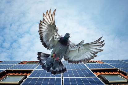Problems with Pigeons and Panels Problems with Pigeons and Panels
